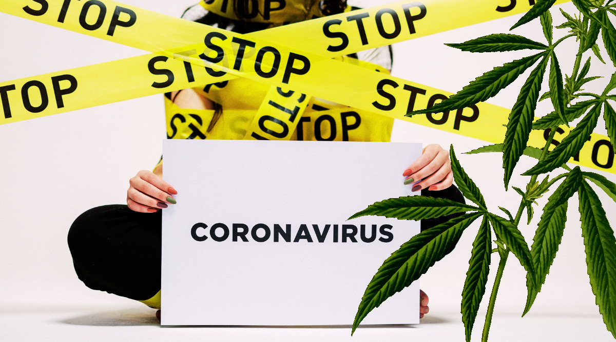 Cannabis and Covid-19? Study Says It Could Reduce Infection Rates