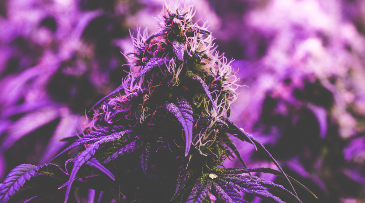 Purple Haze Cannabis Strain