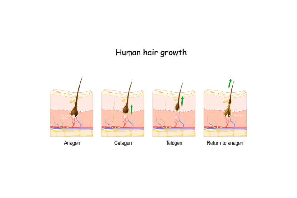 marijuana and hair loss