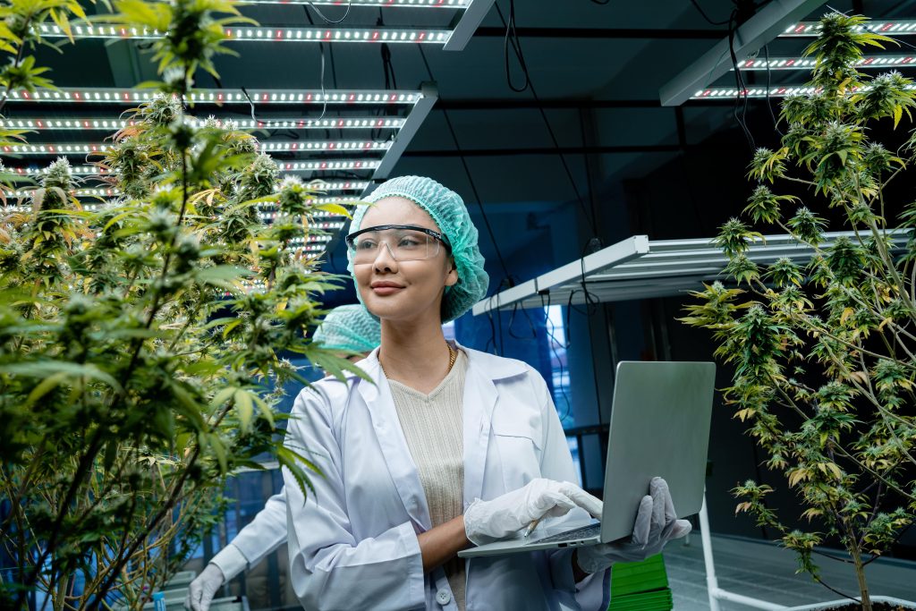 Marijuana doctor in a grow lab