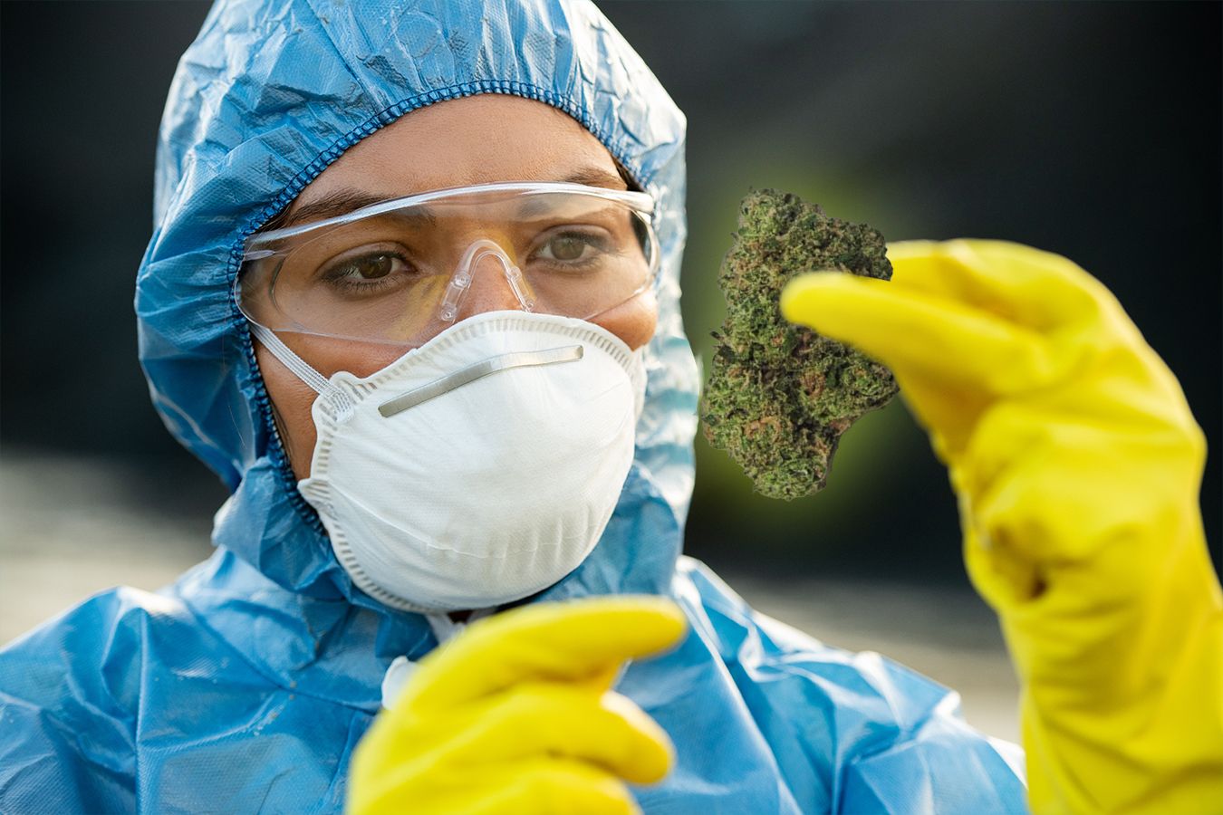 Scientist holding synthesized cannabis