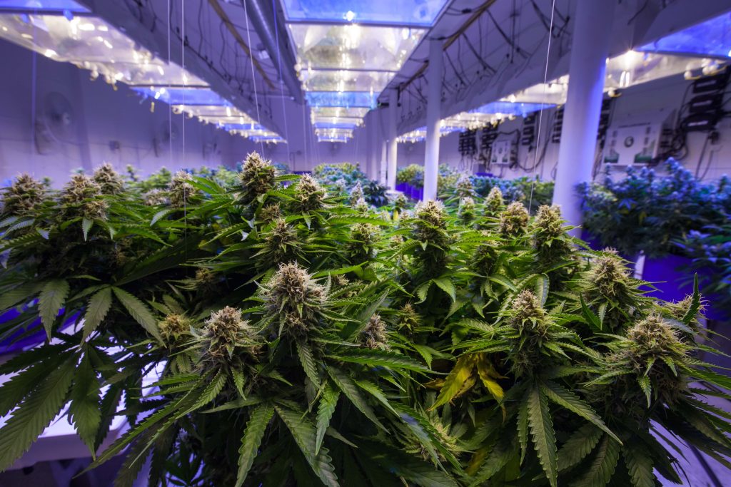 marijuana grow room with plants and lights.