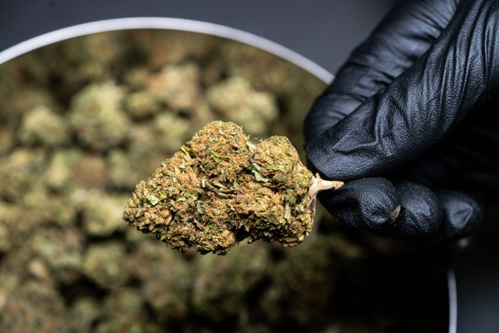 cannabis buds in a bucket