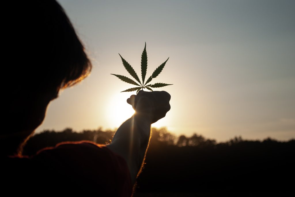 marijuana leaf held up against the sunset