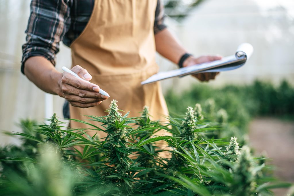 Bud tender tending to plants