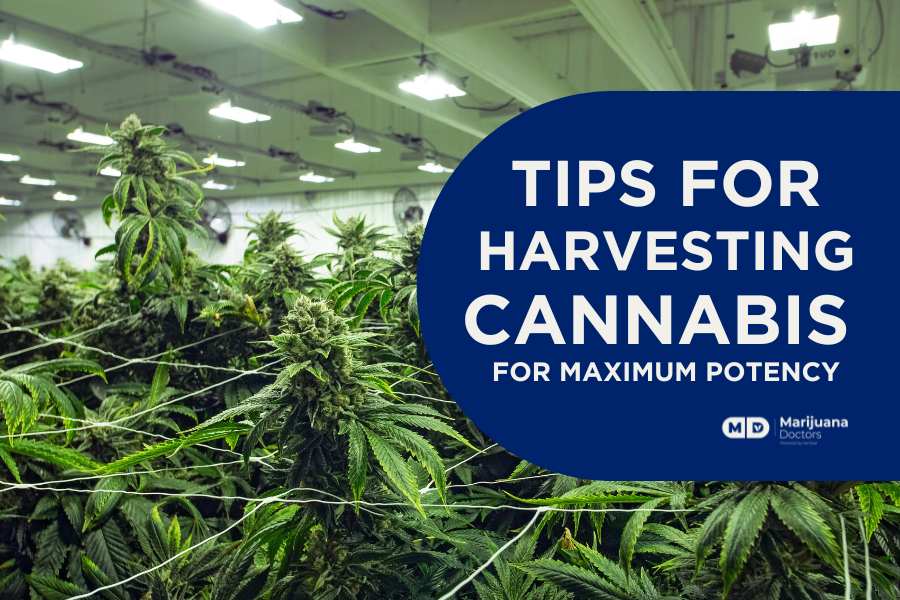 Tips-for-Harvesting-Cannabis-for-Maximum-Potency