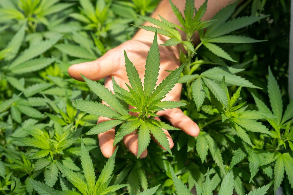 crystalized marijuana plant