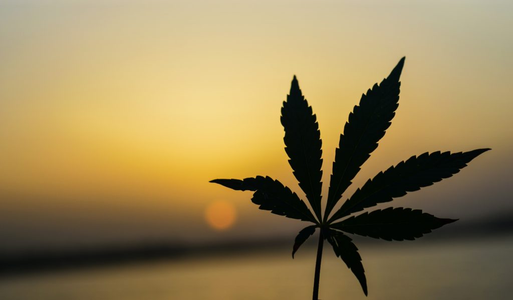 maine marijuana leaf