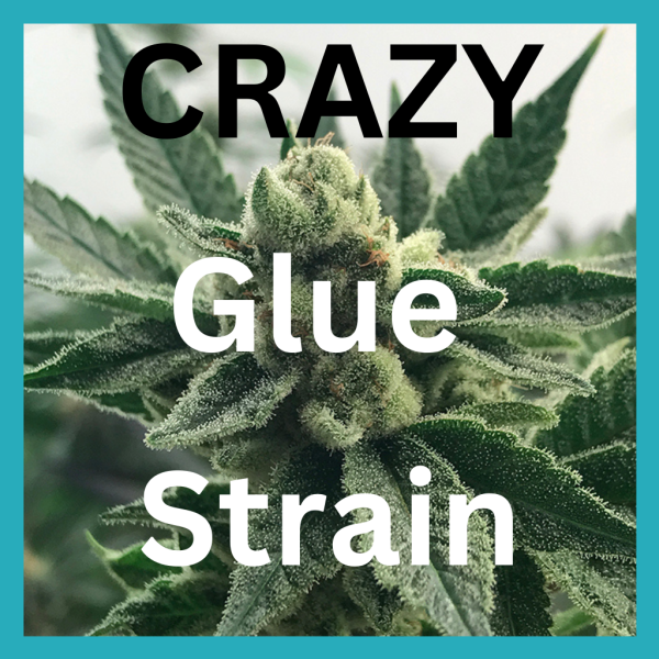 crazy glue marijuana strain