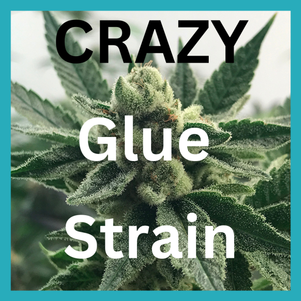 Crazy Glue