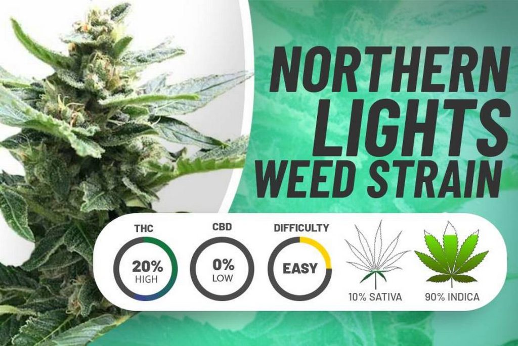 northern lights strain breakdown