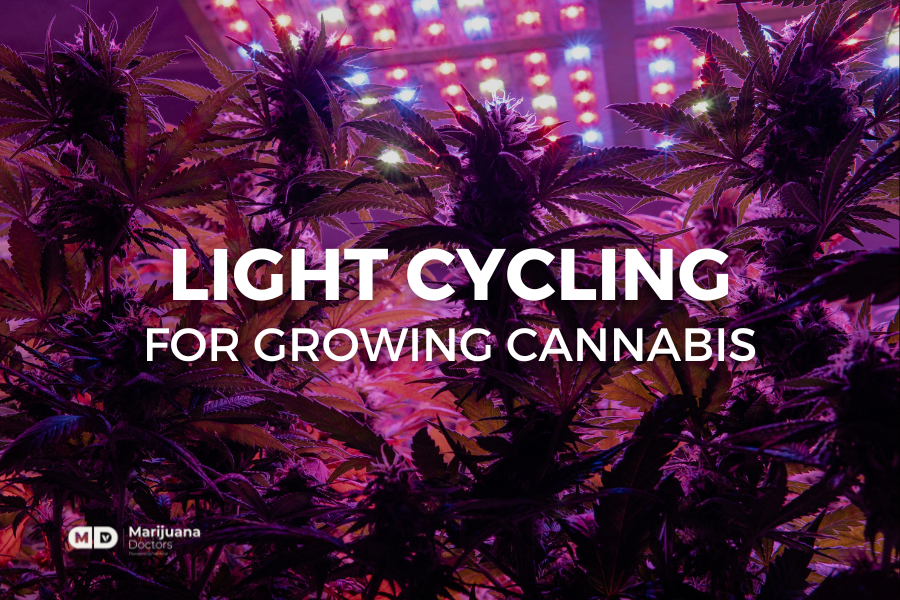 Cannabis Grow Guide: Understanding the Cannabis Light Cycle