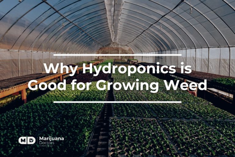 What is Hydroweed? Hydroponic Growing Explained