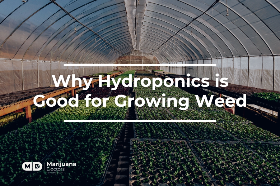 What is Hydroweed? Hydroponic Growing Explained