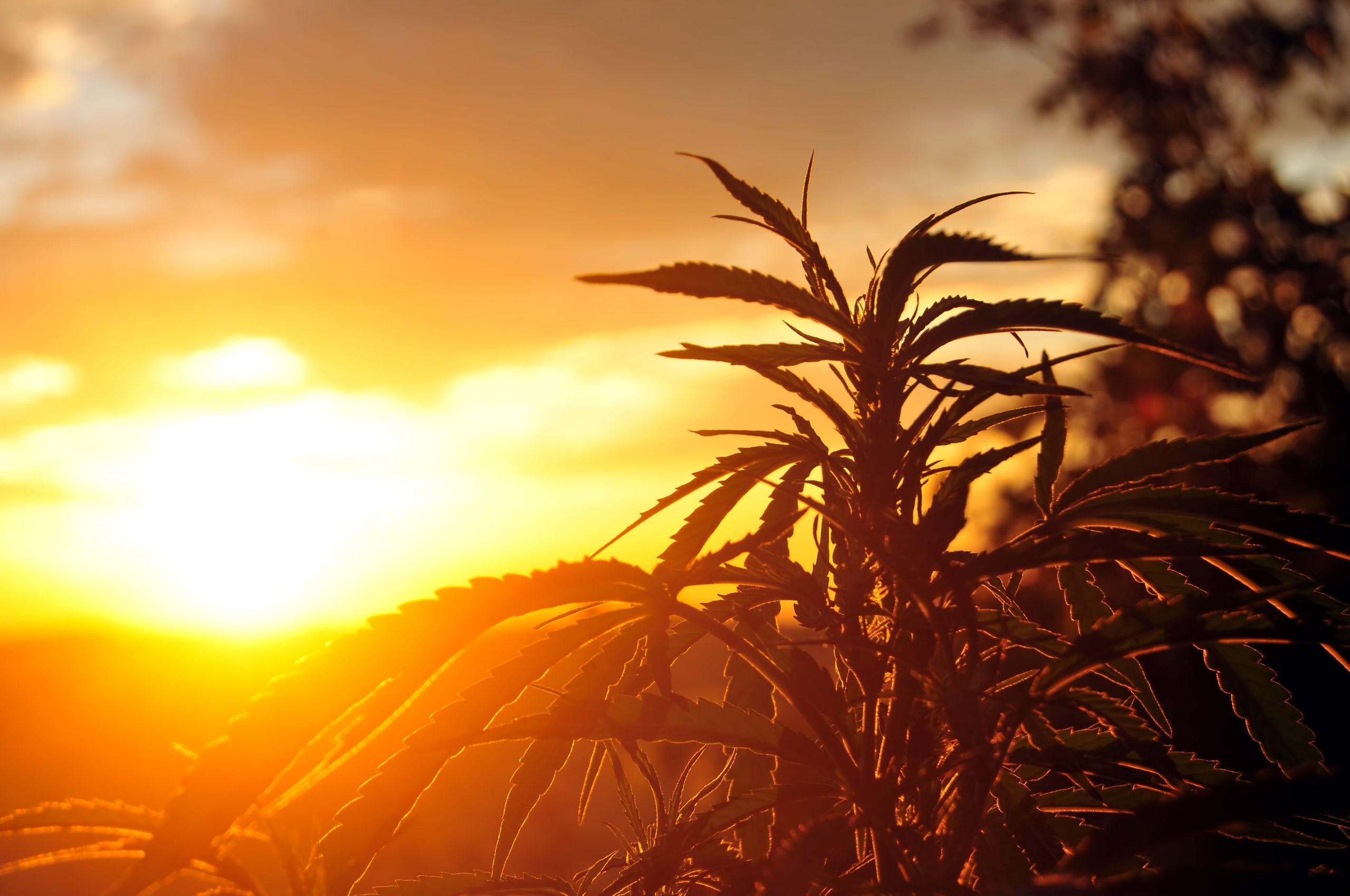 Indiana Medical Marijuana Doctors