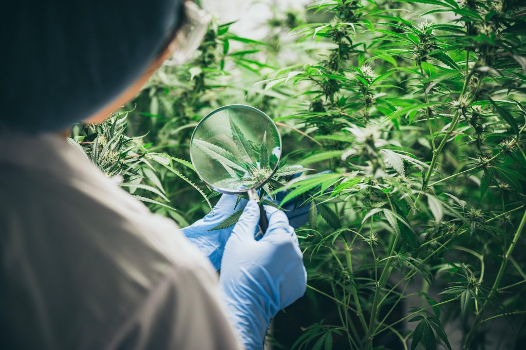medical marijuana grower inspecting crops