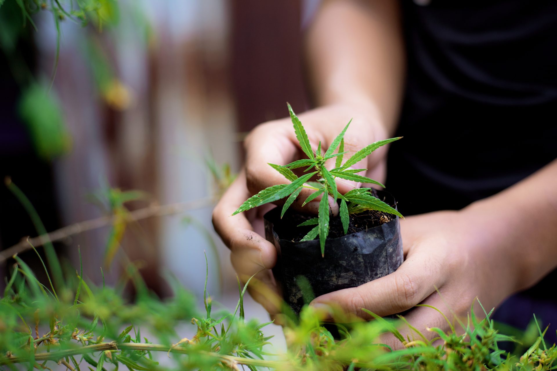 farmer holding cannabis sprout