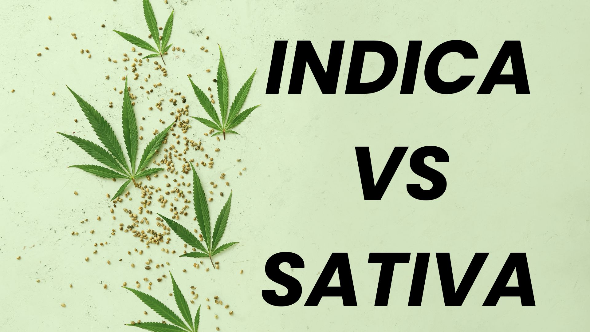 Sativa vs. Indica: What to Expect Across Cannabis Types and Strains