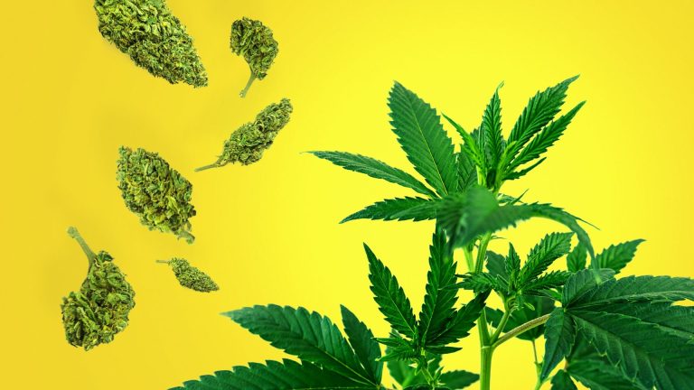 Understanding Cannabinoids